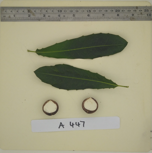 Image of leaf and nut